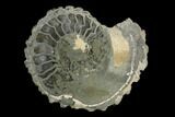 Pyritized/Agatized Ammonite (Pleuroceras) Fossil Pair - Germany #125371-2